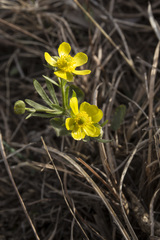 Ranunculus rhomboideus
