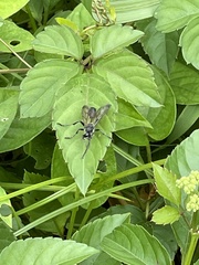 Isodontia nigella