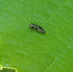 Agrilinae