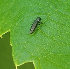 Agrilinae