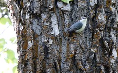 Sitta europaea albifrons