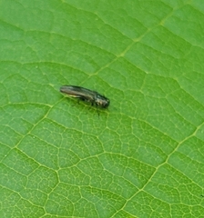 Agrilinae