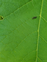 Agrilinae