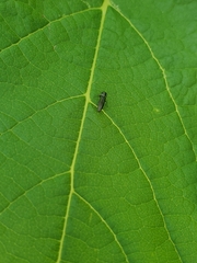 Agrilinae