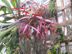 Pseudorhipsalis ramulosa