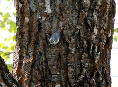 Sitta europaea albifrons