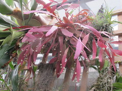 Pseudorhipsalis ramulosa