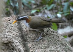 Pomatorhinus schisticeps