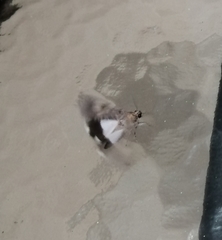 Melipotis acontioides