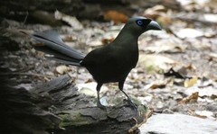 Crypsirina temia