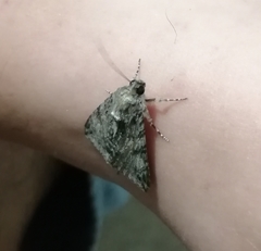 Melipotis acontioides