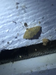 Crocidophora serratissimalis