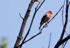 Carpodacus erythrinus grebnitskii