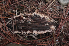 Thelephora terrestris