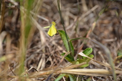 Pyrisitia lisa euterpe