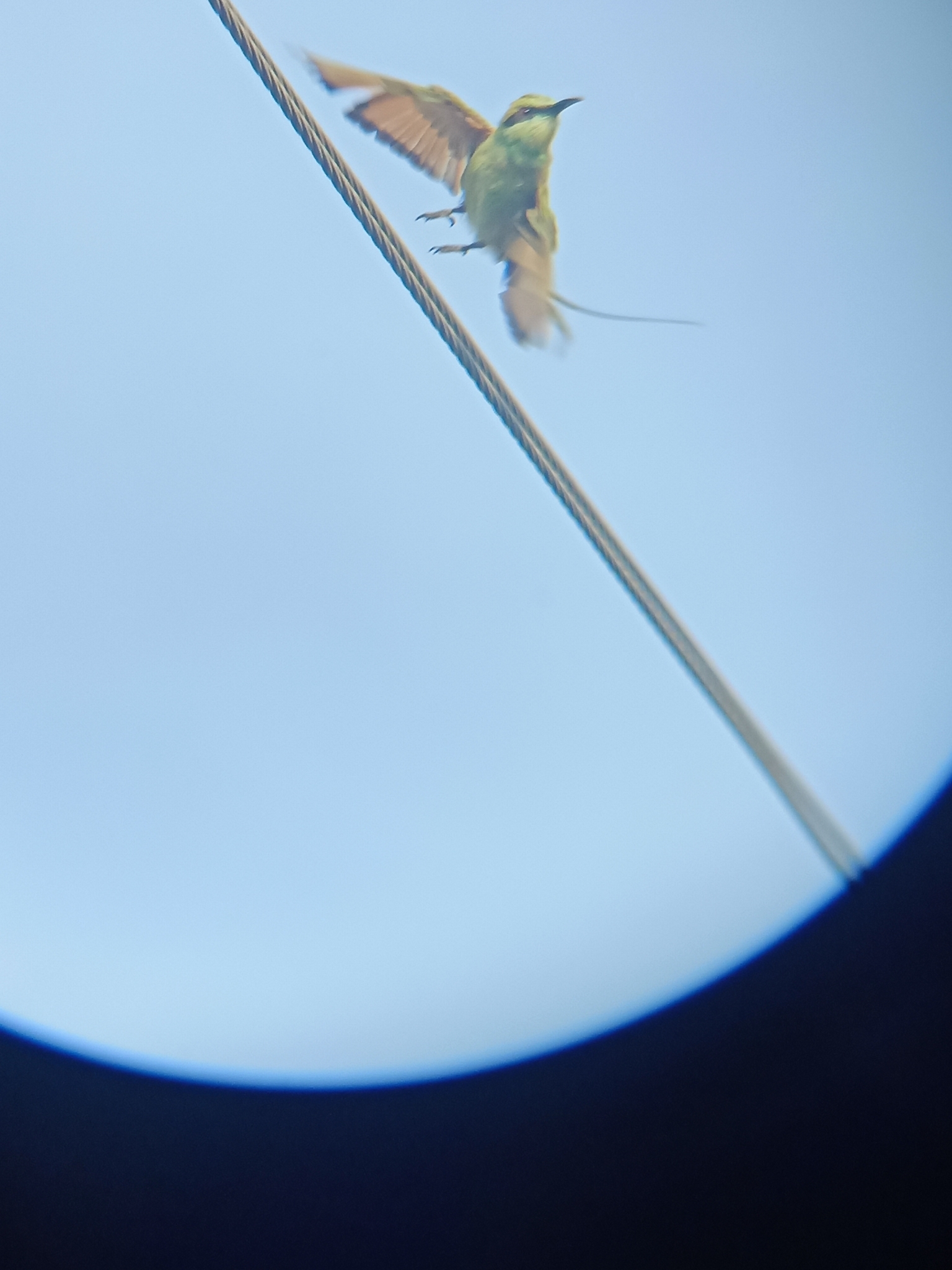 Asian Green Bee-eater