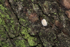 Pandora phalangicida