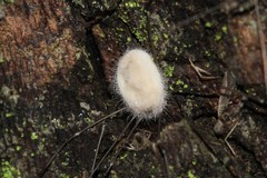 Pandora phalangicida