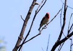 Carpodacus erythrinus grebnitskii