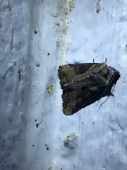 Lateroligia ophiogramma