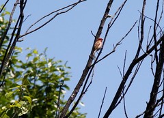 Carpodacus erythrinus grebnitskii