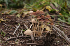 Psathyrella