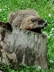 Marmota monax