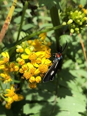 Ctenucha ruficeps