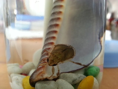 Diplonychus rusticus