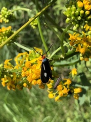Ctenucha ruficeps