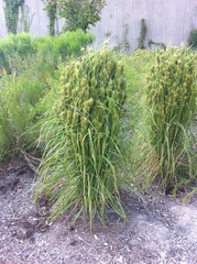 Andropogon glomeratus