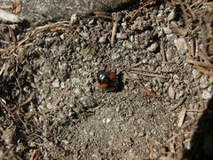 Ceratomegilla alpina