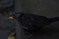 Turdus merula