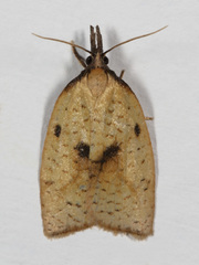 Sparganothis xanthoides