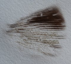 Agaricus austrovinaceus