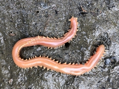 Glyceridae