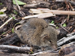 Antechinus agilis