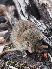 Antechinus agilis