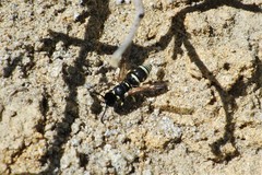 Stenodynerus kennicottianus