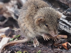Antechinus agilis