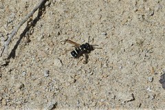 Stenodynerus kennicottianus