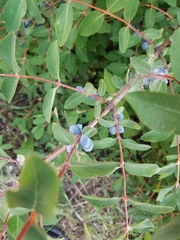 Lonicera caerulea
