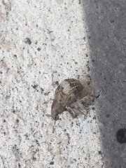 Pseudocneorhinus obesus