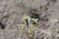 Satyrium semiluna