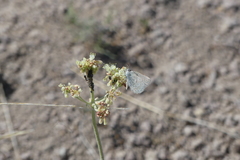Satyrium semiluna
