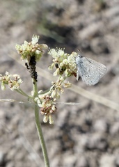 Satyrium semiluna