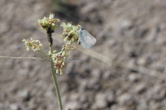 Satyrium semiluna