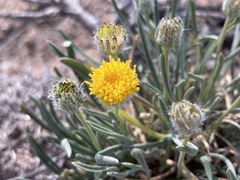 Erigeron bloomeri bloomeri