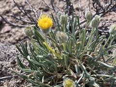 Erigeron bloomeri bloomeri