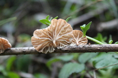 Marasmiellus alliiodorus